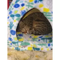 エミ （スタッフ）