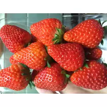蓮