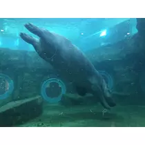 如月 凛