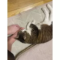 妃華