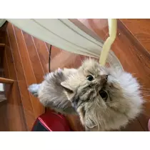 しおん