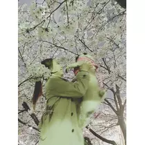 さくら