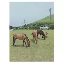 さくら