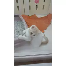一条 まい