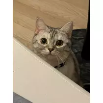 佐倉 里緒