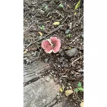 はな