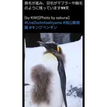 ひな