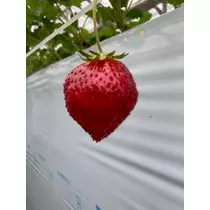夏樹 あや