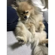 紫月 あやか