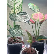 明菜