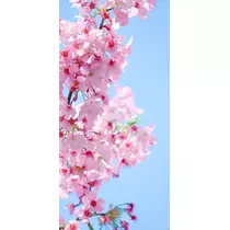 まこと