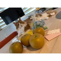 桐島 りゅう