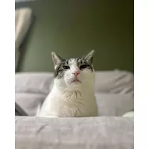 あや