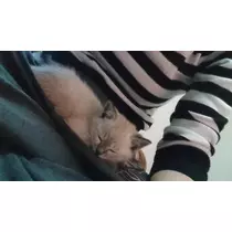 ひな