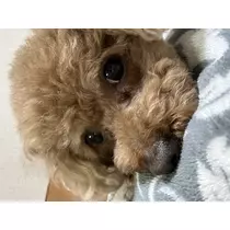 まなか