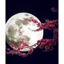 七星 夏純
