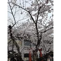 橘 美咲