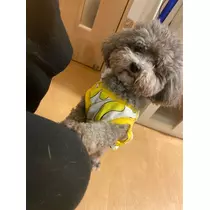 うづき ふうか