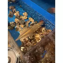 佐野 エマ