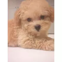 三咲 優