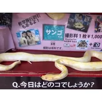愛羽 仁美