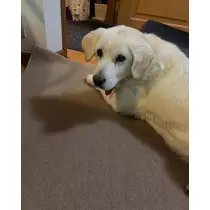 ノア