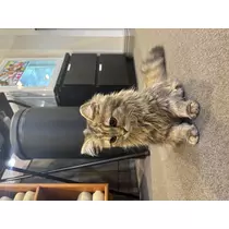メイ