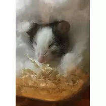 もも