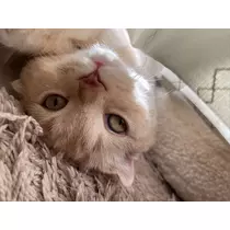 あおい