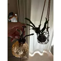 七海 結愛