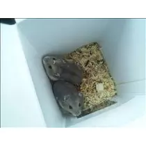 桃瀬 百華