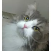 レナ