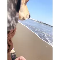 紗貴
