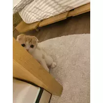 るな