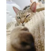 華宮 れい