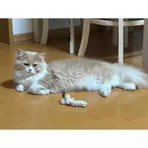 佐倉 里緒
