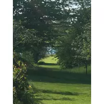 緑 四葉