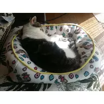 愛矢
