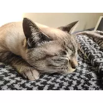 ひな