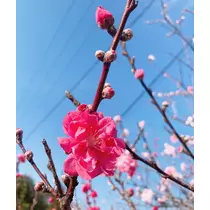 りょう