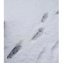 かおり