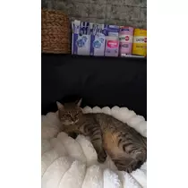 のぞみ