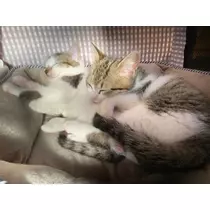 あき