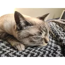 ひな