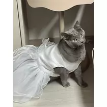七星 舞冬
