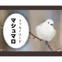 ひな