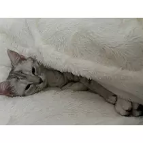 佐倉 里緒