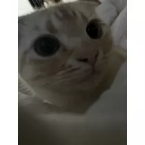 みおち