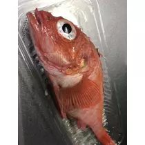 椿 はるな