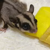 あやね